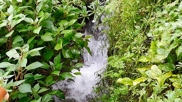 El escarabajo verde - El regadío histórico de Letur  - Avance