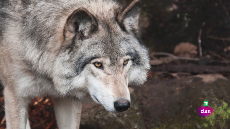 CIENCIAS NATURALES - De lobos y humanos