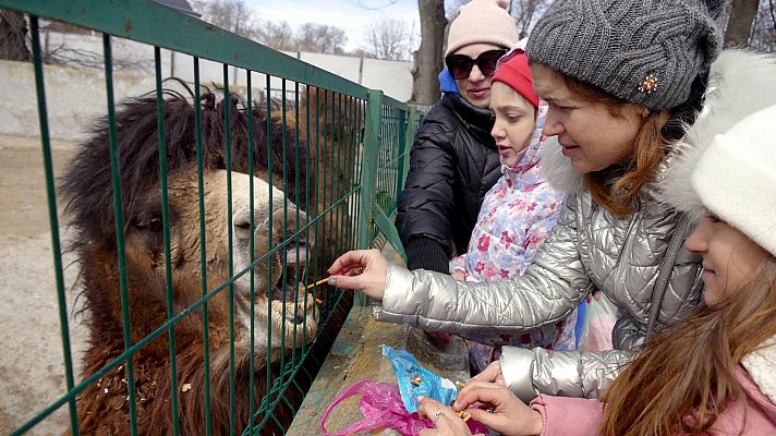 Telediario 1 - El zoo de Odesa acoge a las mascotas de los refugiados que han huido de Ucrania