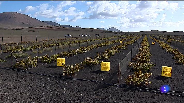 Producida en dos hectáreas y 1.800 parras ubicadas en Playa Quemada