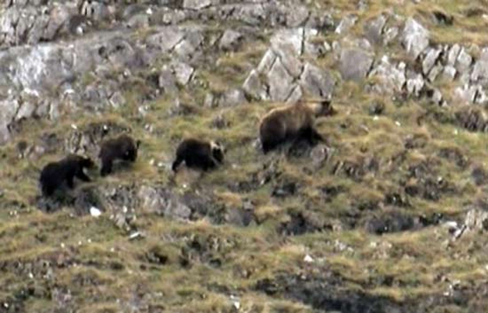 El escarabajo verde - Osos con nombre propio