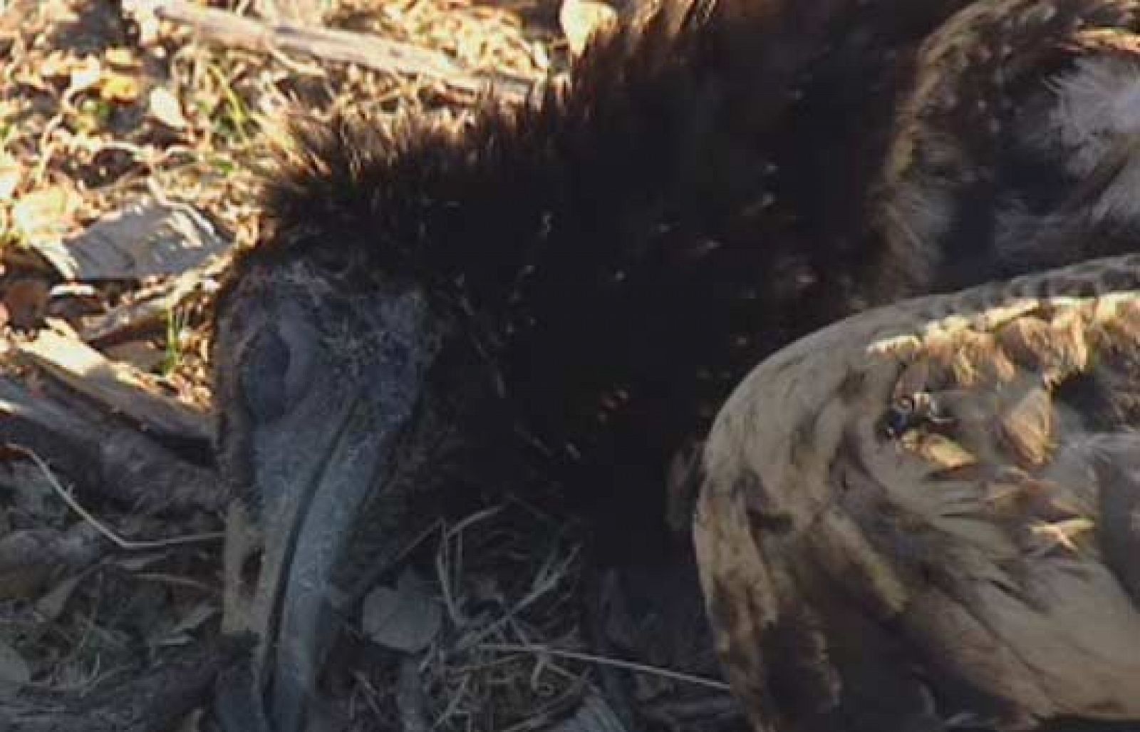 Más de 20.000 aves rapaces mueren envenenadas en 15 años