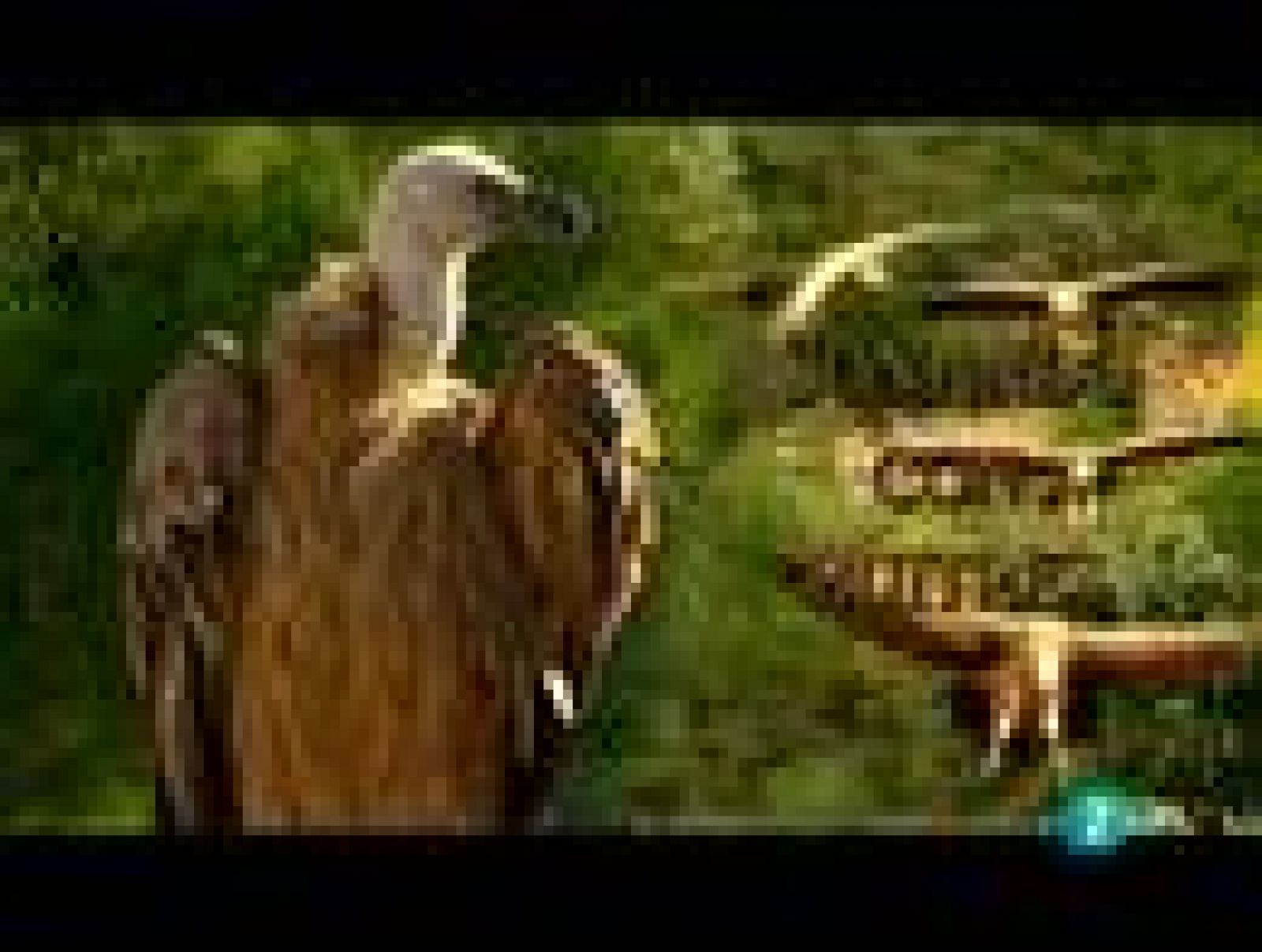 Espacios naturales - Comprometidos - Soñando con buitres | Ver