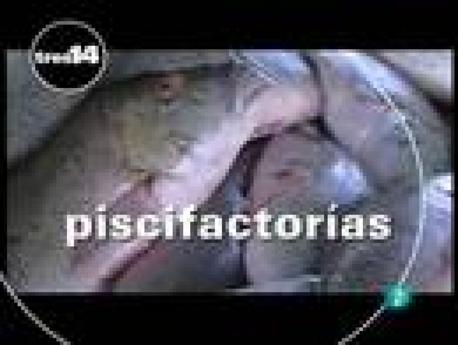 tres14: Pesca | RTVE Play
