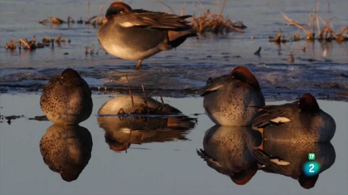 Som Documentals - La Itàlia salvatge. Els depredadors del riu Tiber