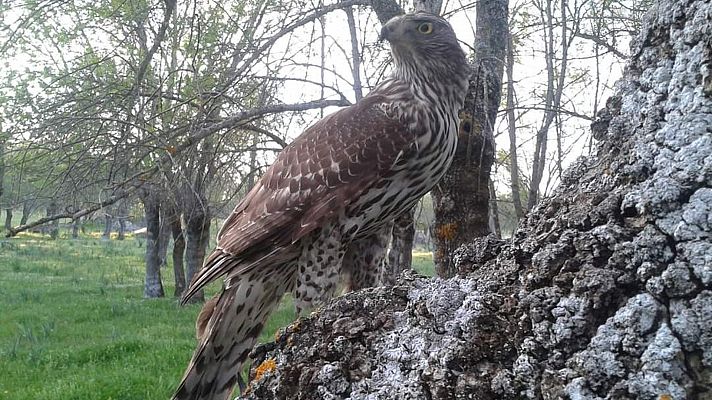 El bosque centenario