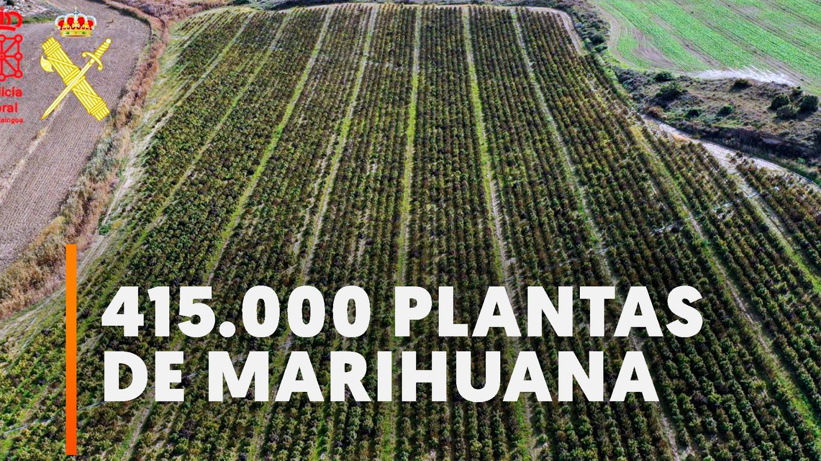 Desmantelada la mayor plantación de marihuana de Europa