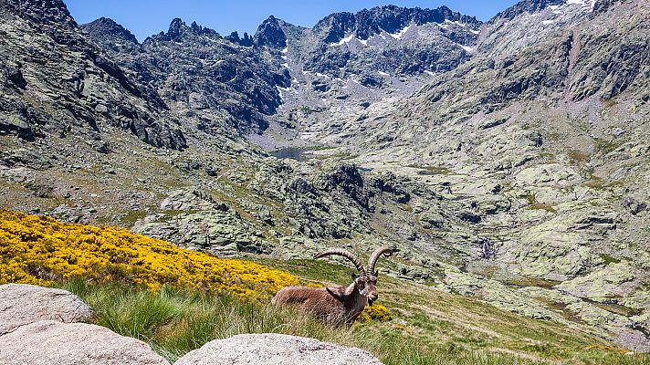 Gredos. El feudo de la cabra montés