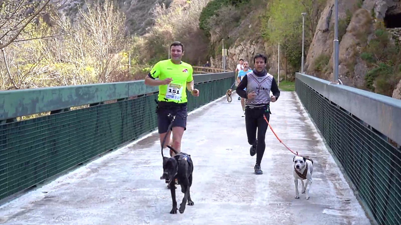 Canicross Arnedillo - ver ahora