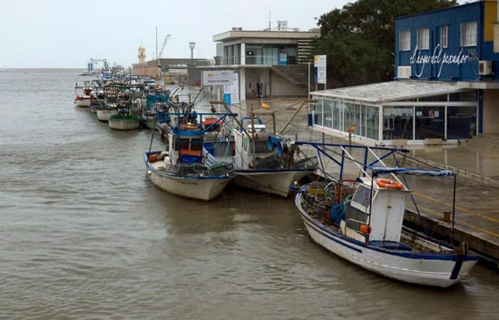 La UE propone mantener la veda de la anchoa | Ver