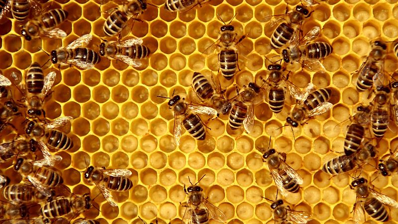 Apicultores navarros enseñan a apreciar la miel