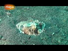 Un pulpo huye con su 'escudo' bajo el brazo