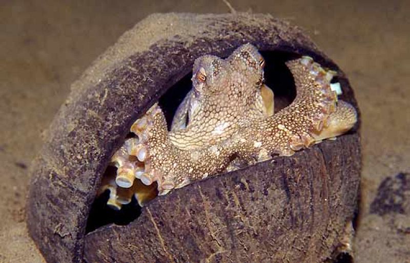 Los Amphioctopus marginatus suelen llevar encima dos cáscaras de coco. Cuando sienten peligro se colocan dentro de una mitad y se tapan con la otra. Es la primera vez que se detecta el uso de herramientas en animales invertebrados. Hasta el momento s