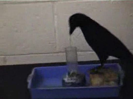 Ciencia y tecnología en Rtve.es - Betty, una cuervo muy lista