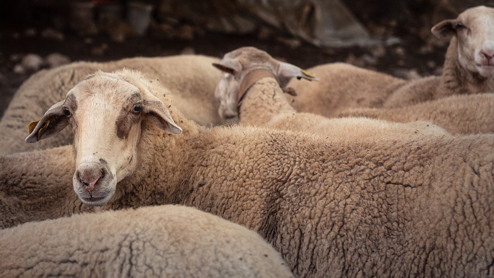 Nuevas tecnologías al servicio de la ganadería