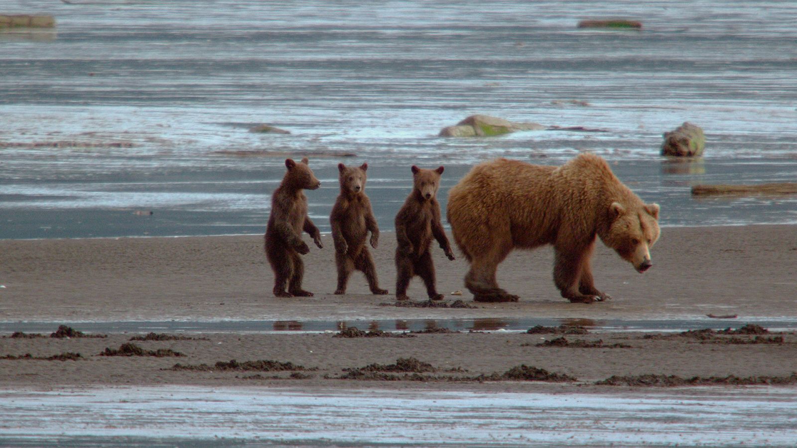 Encuentros con los osos Grizzly con Chris Morgan - Episodio 2: La vida privada de los osos - Documental en RTVE