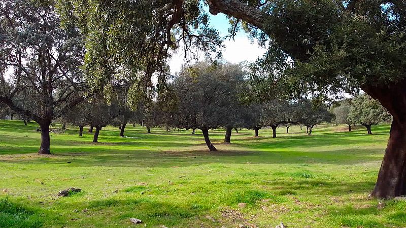 El escarabajo verde - La dehesa, avance