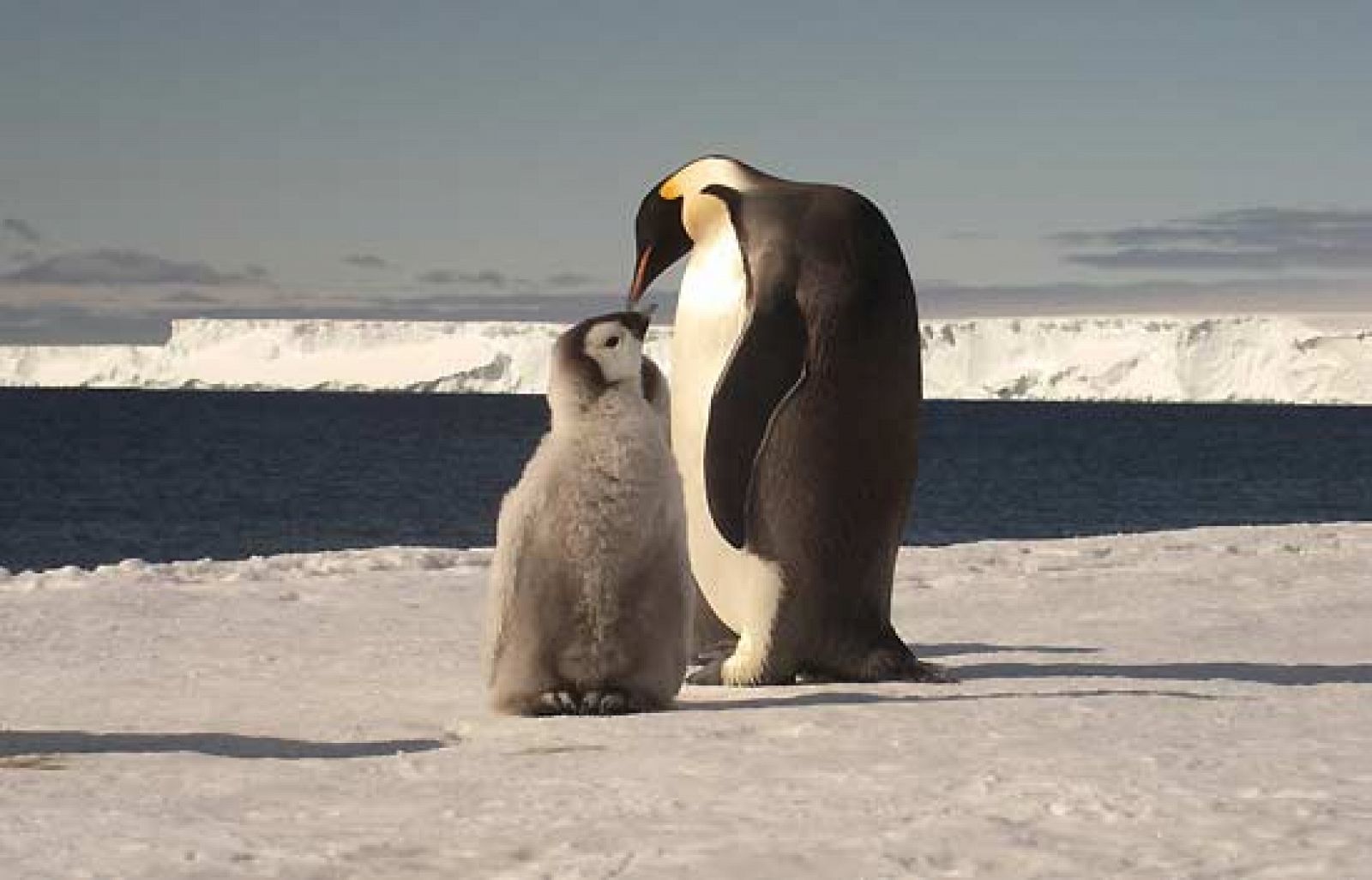 La Unión Internacional para la Conservación de la Naturaleza (UICN) ha presentado  en Copenhague el informe Especies y Cambio Climático que revisa la situación de diez especies emblemáticas para demostrar el impacto del cambio climático en sus hábi