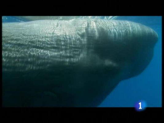 Ciencia y tecnología en Rtve.es - El cambio climático en los océanos