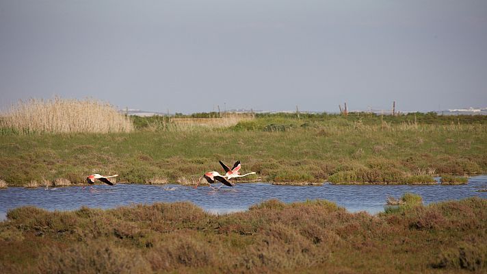 De parque en parque - Parque Nacional de Doñana