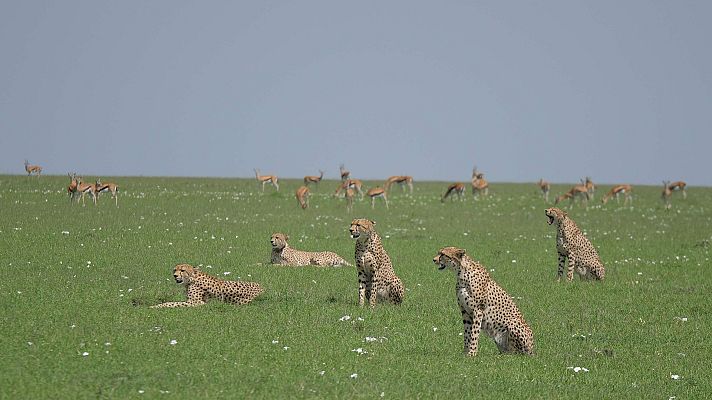 Cinco mejor que uno. Los guepardos del Serengeti
