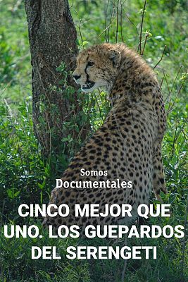 Cinco mejor que uno. Los guepardos del Serengeti