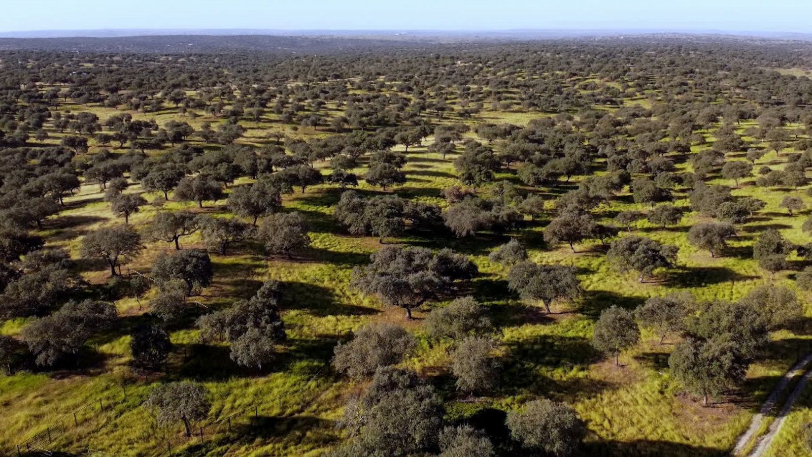 El escarabajo verde - Dehesa