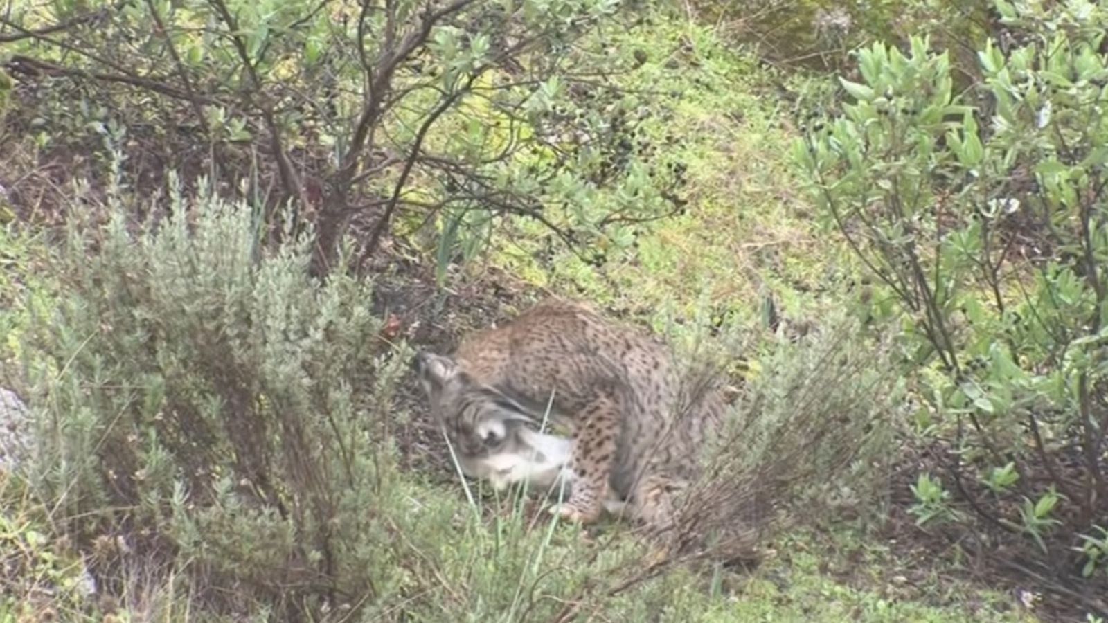 El bosque protector - Restauración de hábitat - ver ahora