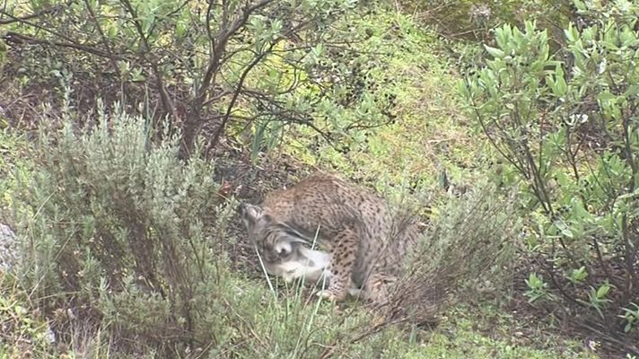 El bosque protector - Restauración de hábitat