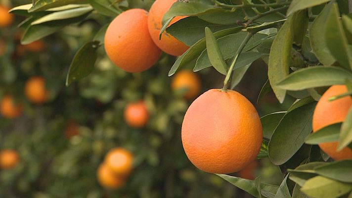 Agrosfera - Agrosfera - 23/04/22