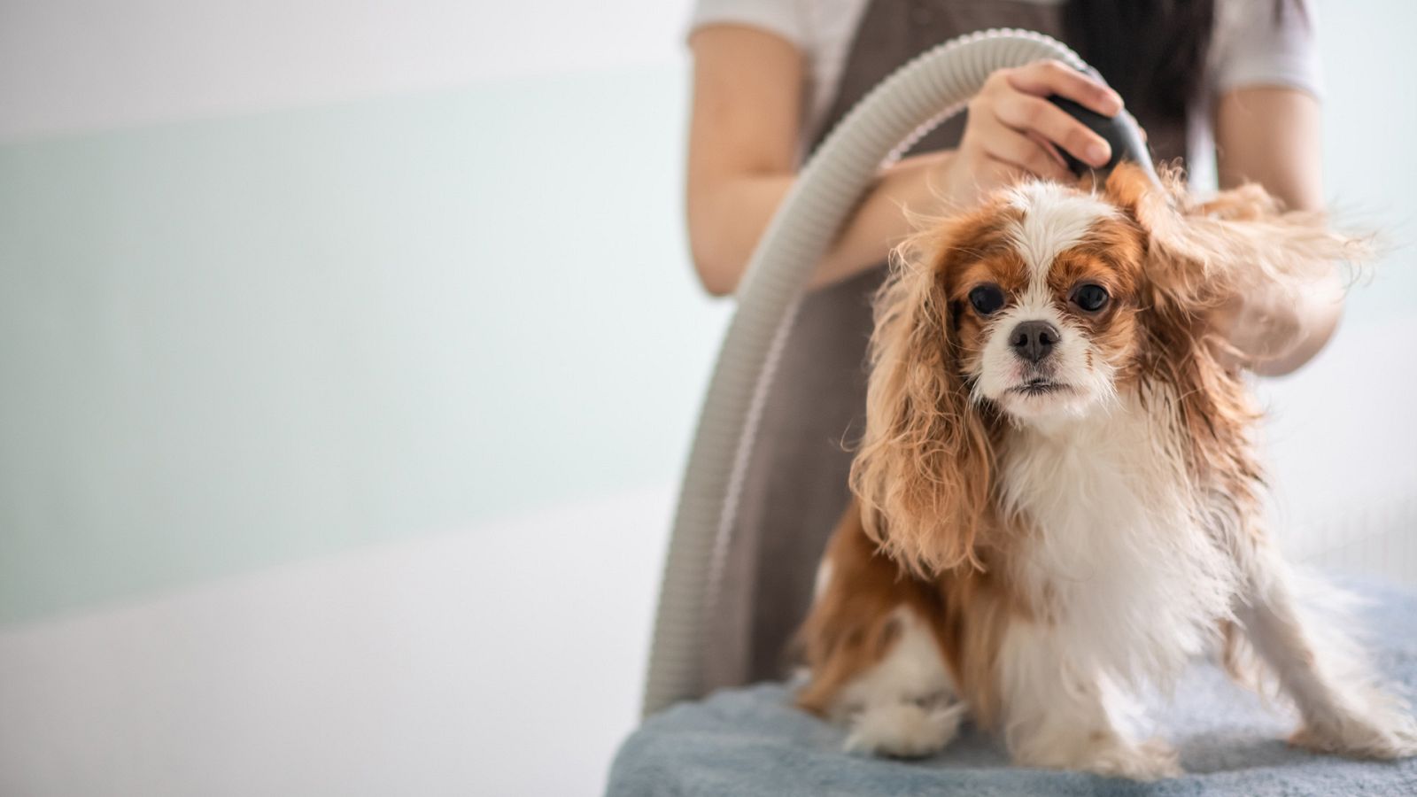 Informe semanal - La familia y otros animales - ver ahora