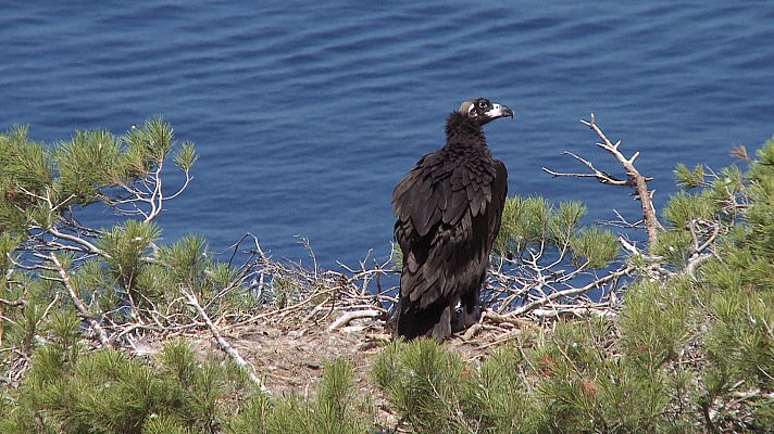 Las islas perdidas de Darwin: Las Baleares