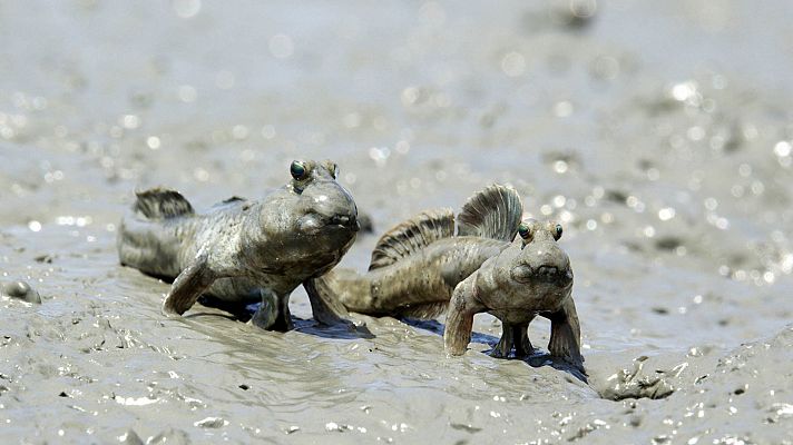 Voces de la naturaleza