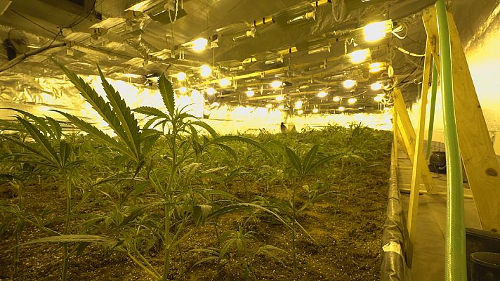 En portada - El negocio de la marihuana