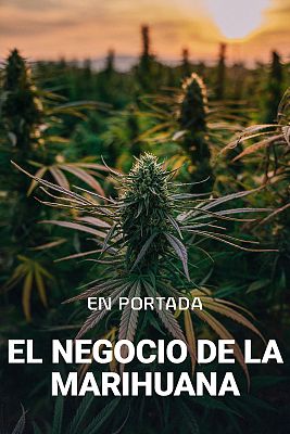 El negocio de la marihuana