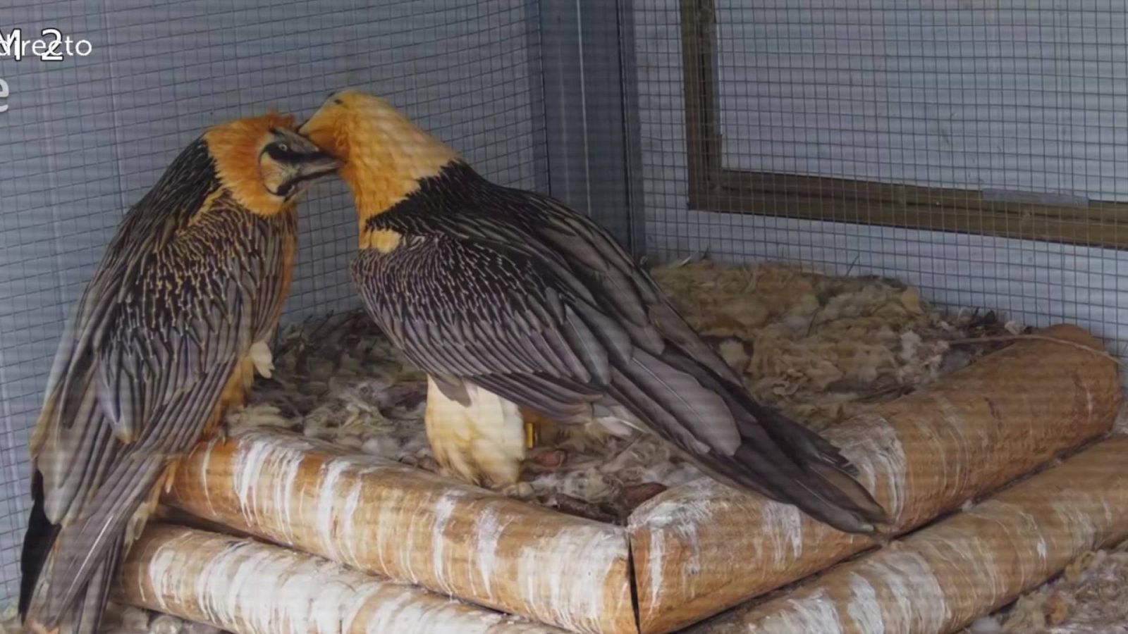 España Directo - El renacer del quebrantahuesos