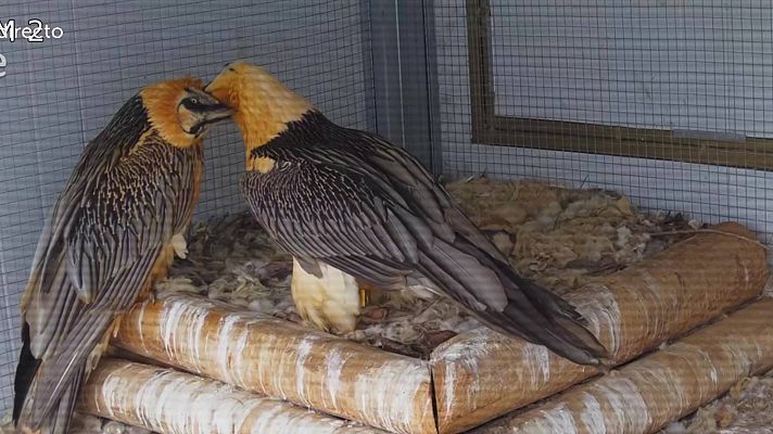 España Directo - El renacer del quebrantahuesos