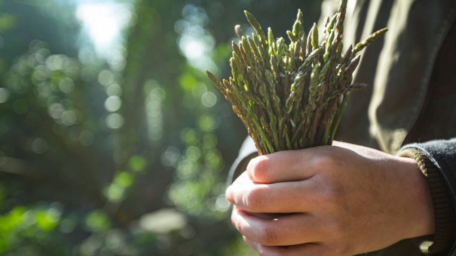 Espárragos trigueros, cómo cultivarlos y comerlos 