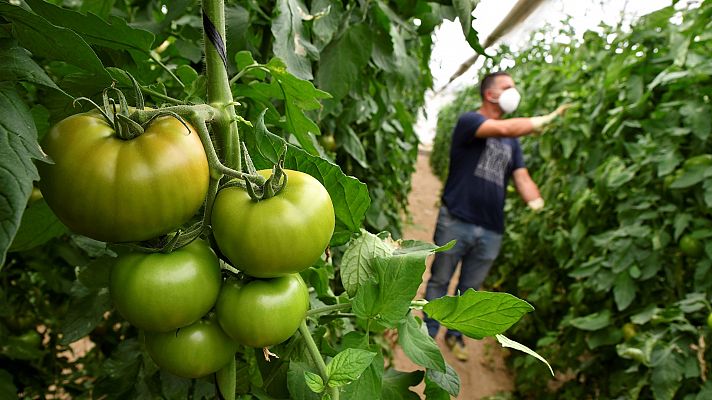 El sector agrario denuncia la competencia desleal de países externos a la UE