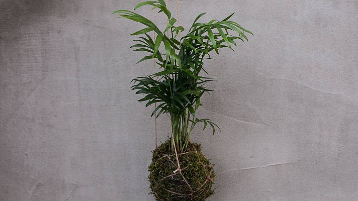 España Directo - Kokedama, un arte muy zen