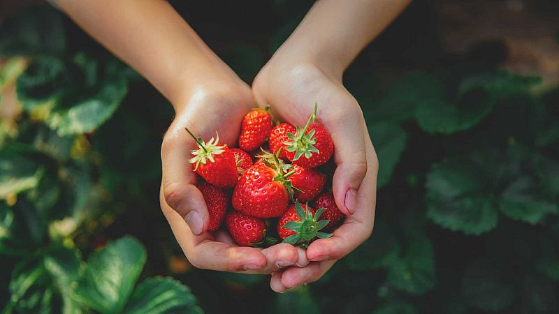 El fresón, un fruto de primavera con alta densidad nutricional