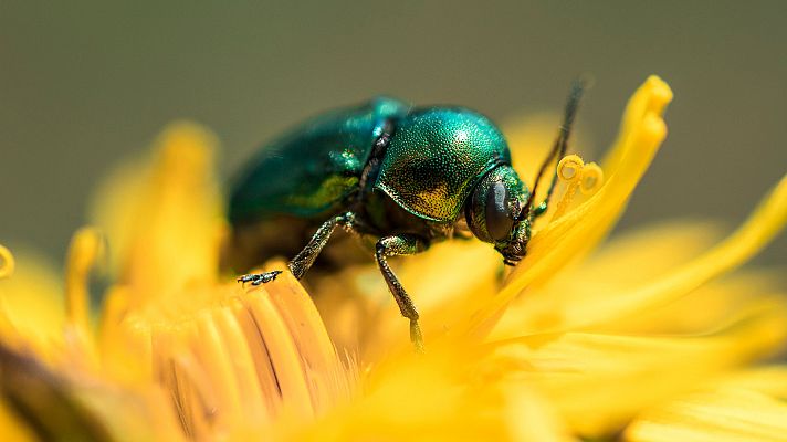 ¿Cómo es un escarabajo verde?