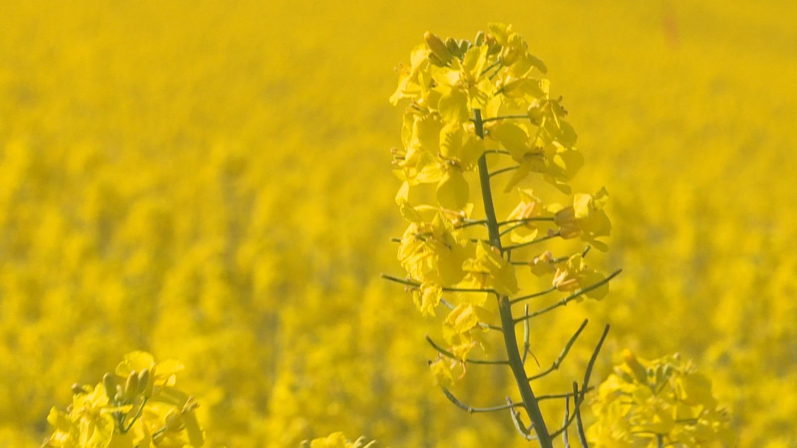 Agrosfera - 30/04/22 - ver ahora