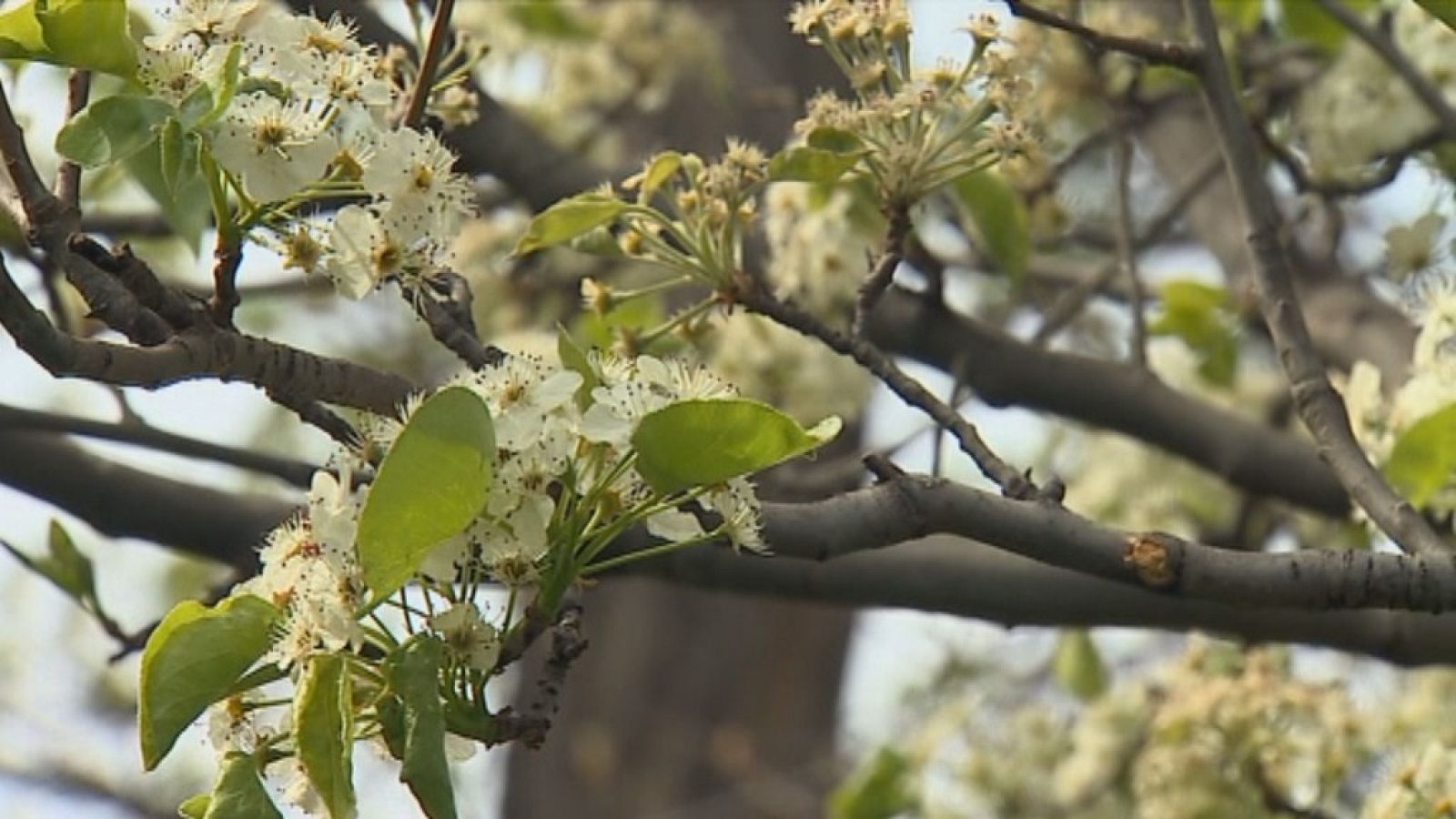 Primavera d'al·lèrgies a Catalunya