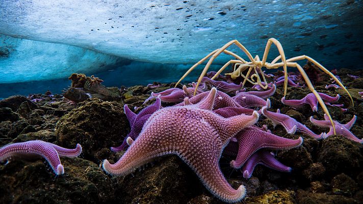 Siete mundos un planeta - Antártida