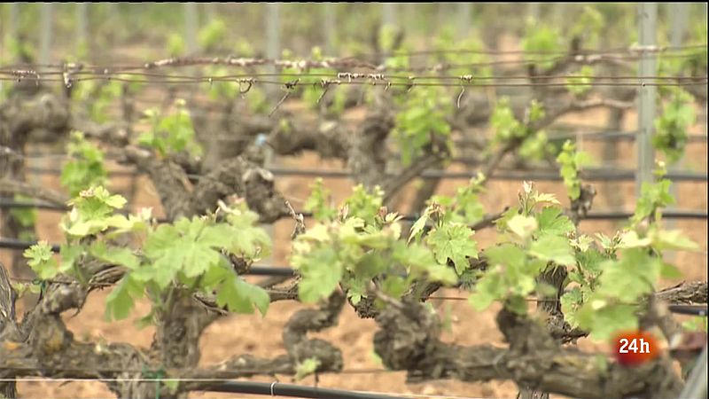 El sector vitivinícola comença a aixecar el cap