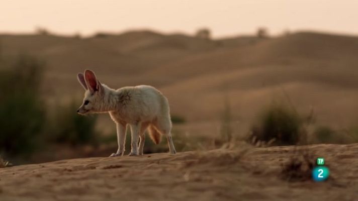 Som Documentals - Els secrets del Mediterrani, la vida als extrems