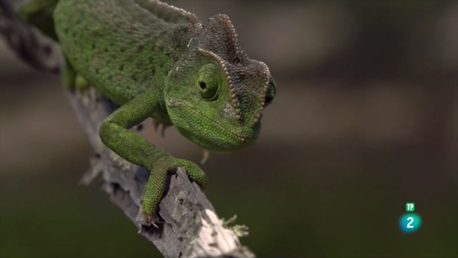 Somos Documentales - Els secrets del Mediterrani: La vida entre tres continents