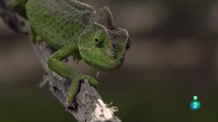 Som Documentals - Els secrets del Mediterrani: La vida entre tres continents