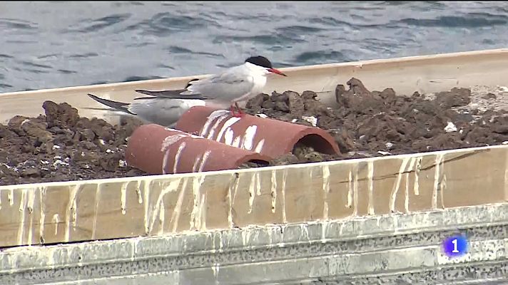 Los nidos artificiales multiplican el número de charranes en Gran Canaria